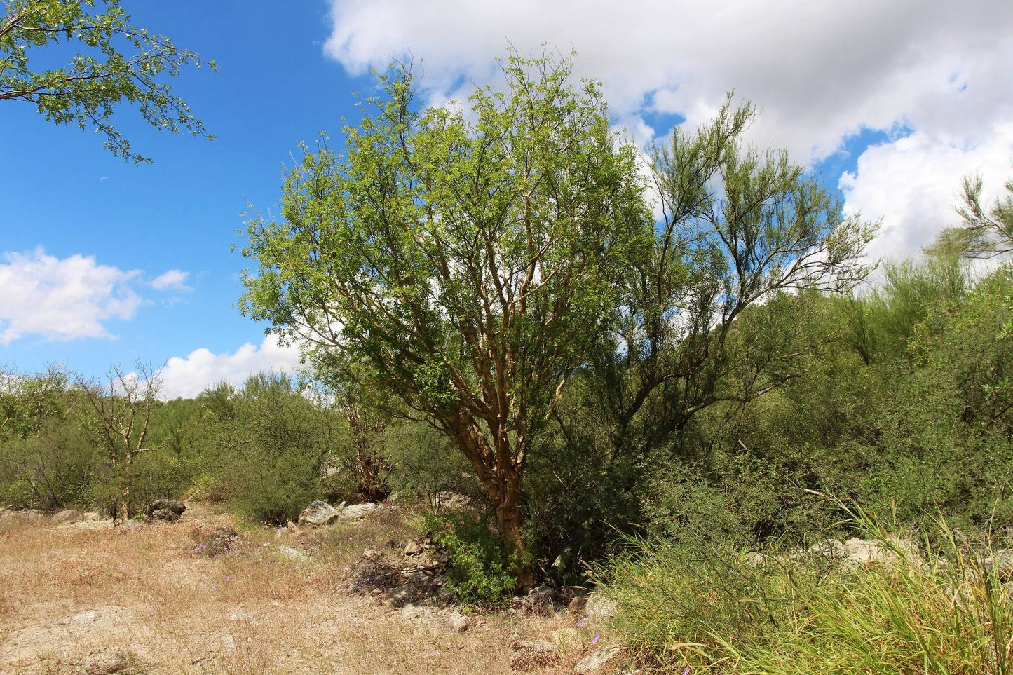FRANKINCENSE 'Mexican' --Bursera fagaroides--