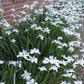 Dietes grandiflora --Butterfly Iris--