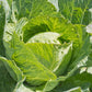CABBAGE 'Copenhagen Market'