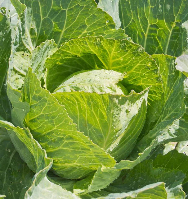 Cabbage Center CABBAGE 'Copenhagen Market' - Plant Delivery San Marcos – Lone Star Nursery