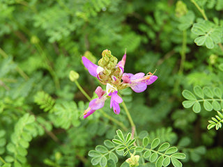 Dalea frutescens --Black Dahlia--