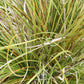 Nolina lindheimeriana --Devil's Shoestring Ribbon Grass--