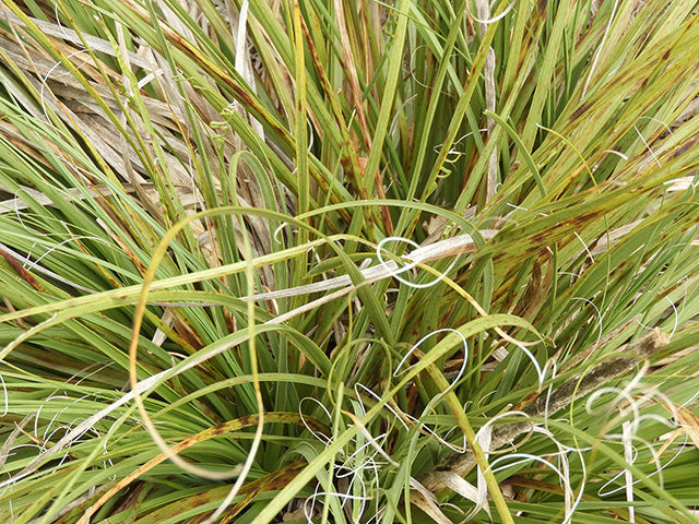 Nolina lindheimeriana --Devil's Shoestring Ribbon Grass--
