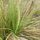 Nolina lindheimeriana --Devil's Shoestring Ribbon Grass--