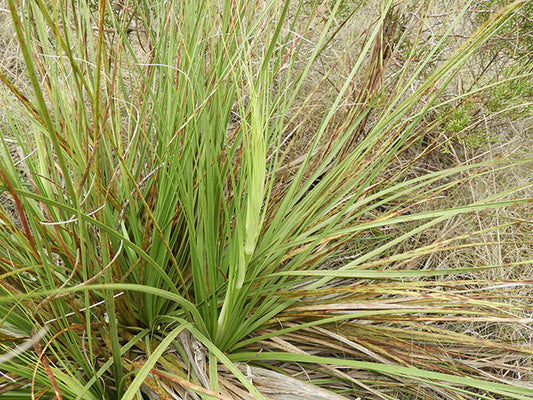 Nolina lindheimeriana --Devil's Shoestring Ribbon Grass--