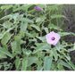 Hibiscus striatus 'Lambertianus' --Texas Striped Hibiscus--