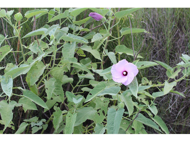 Hibiscus striatus 'Lambertianus' --Texas Striped Hibiscus--