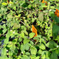 AZTEC SWEET HERB --Lippia dulcis--