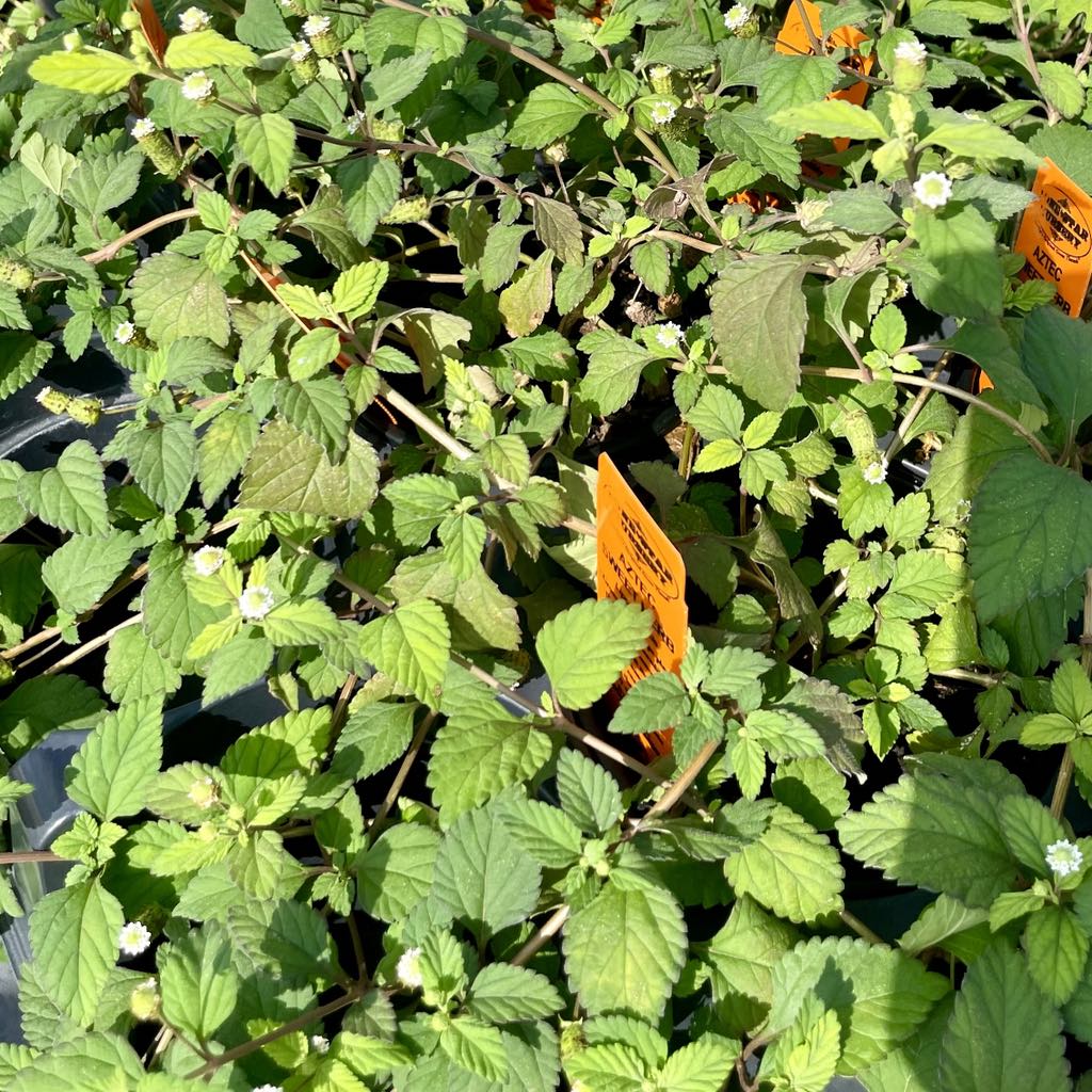 AZTEC SWEET HERB --Lippia dulcis--