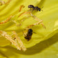 Oenothera macrocarpa --Fluttermill Evening Primrose--