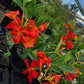 Dipladenia x. --Orange Fire Mandevilla--