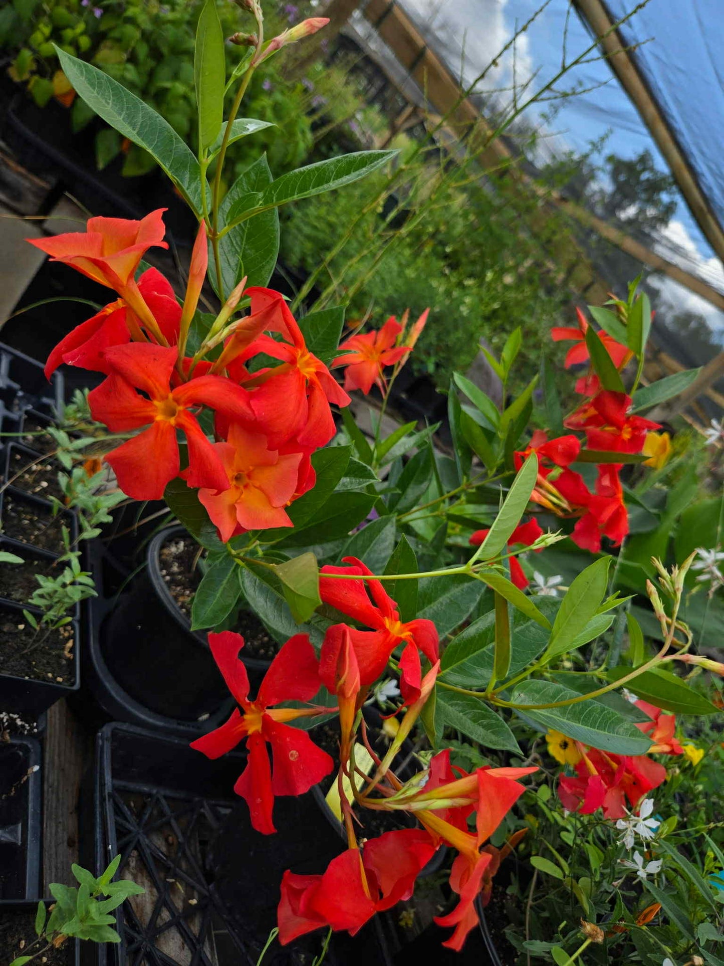 Dipladenia x. --Orange Fire Mandevilla--