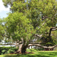 CAMPHOR TREE --Cinnamomum camphora--