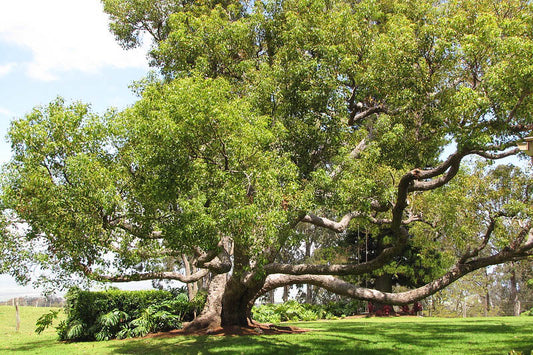 CAMPHOR TREE --Cinnamomum camphora--