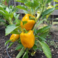 PEPPER 'Canary Bell'