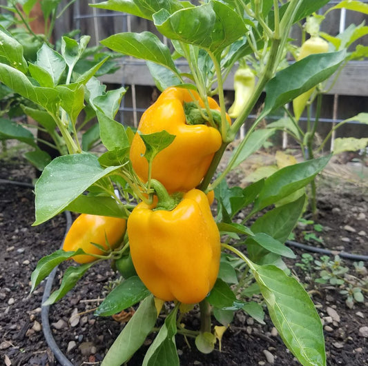 PEPPER 'Canary Bell'
