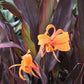 Canna x generalis 'Intrigue'