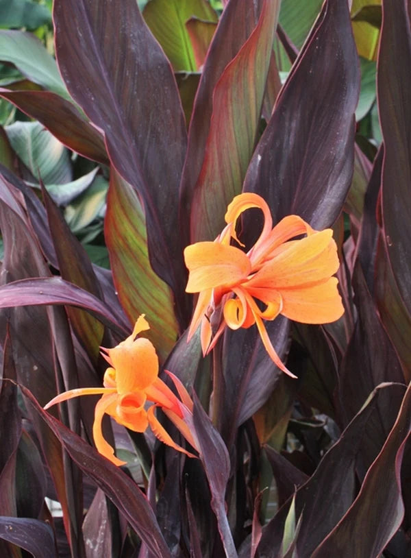 Canna x generalis 'Intrigue'