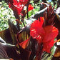 Canna x generalis 'Sangria'