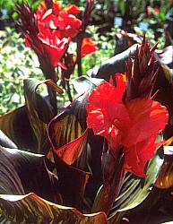 Canna x generalis 'Sangria'
