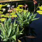 Canna glauca --Water Canna--