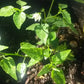 PEPPER 'Puta Madre' --Capsicum chacoense--