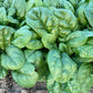 SPINACH 'Carmel'