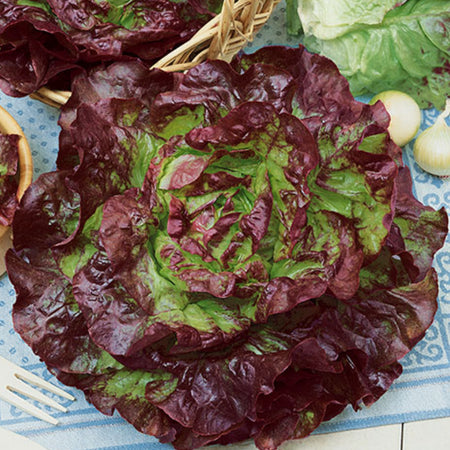 LETTUCE 'Carmona Red'