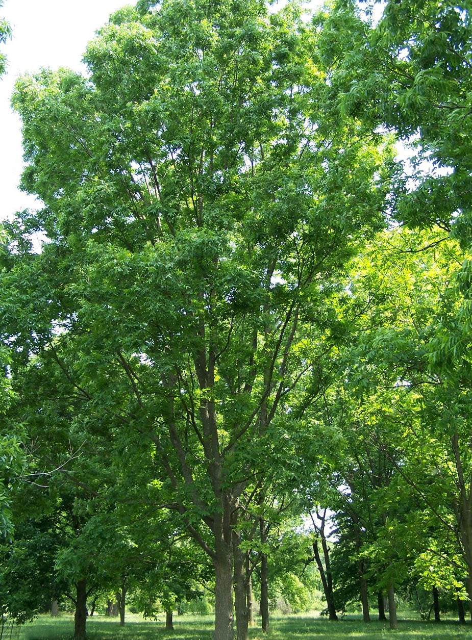 PECAN 'Kanza' --Carya illinoinensis--