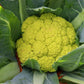 CAULIFLOWER 'Green Macerata'