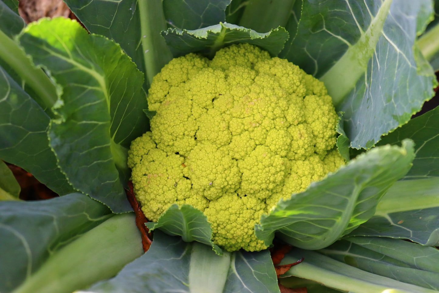 CAULIFLOWER 'Green Macerata'