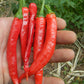 PEPPER 'African Cayenne' --Capsicum frutescens--