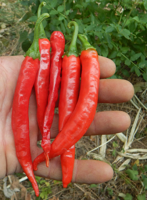 PEPPER 'African Cayenne' --Capsicum frutescens--