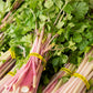 CELERY 'Peppermint Stick'