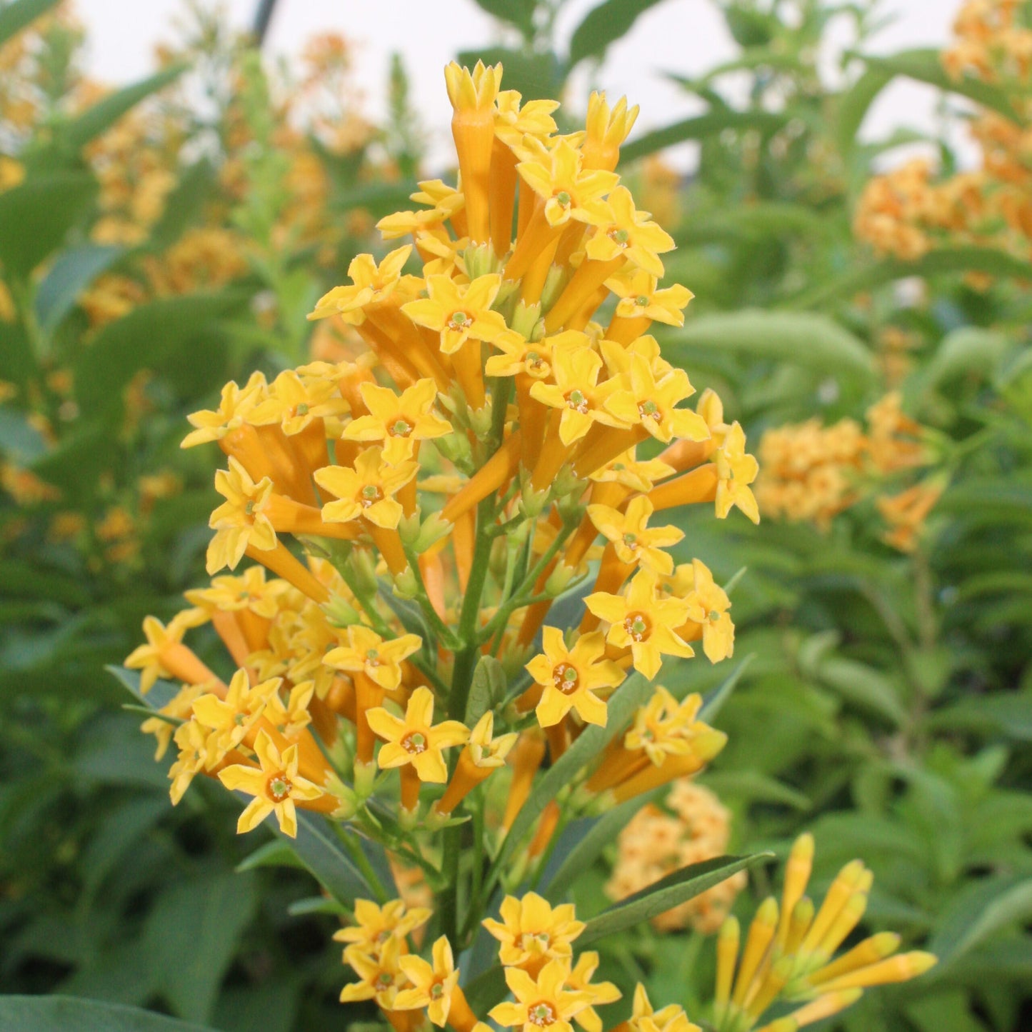 Cestrum aurantiacum --Golden Jessamine--