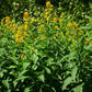 Cestrum aurantiacum --Golden Jessamine--