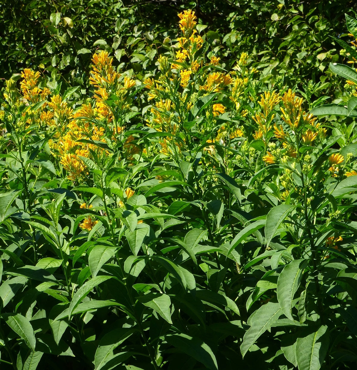 Cestrum aurantiacum --Golden Jessamine--