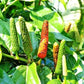 BALINESE LONG PEPPER --Piper retrofactum--