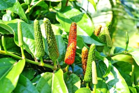 BALINESE LONG PEPPER --Piper retrofactum--