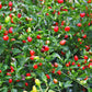 PEPPER 'Chile Pequin'