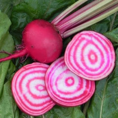 BEETS 'Feuer Kugel'