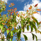 CAMPHOR TREE --Cinnamomum camphora--