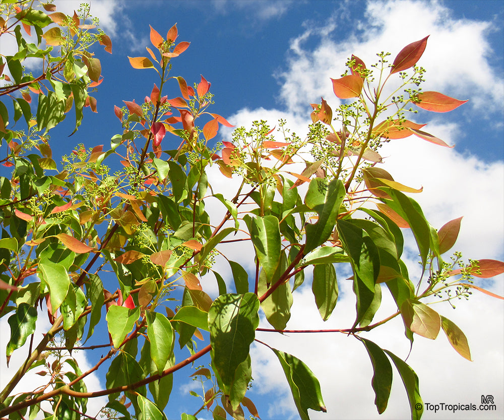 CAMPHOR TREE --Cinnamomum camphora--