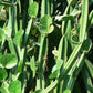 BONE SETTER --Cissus quadrangularis--