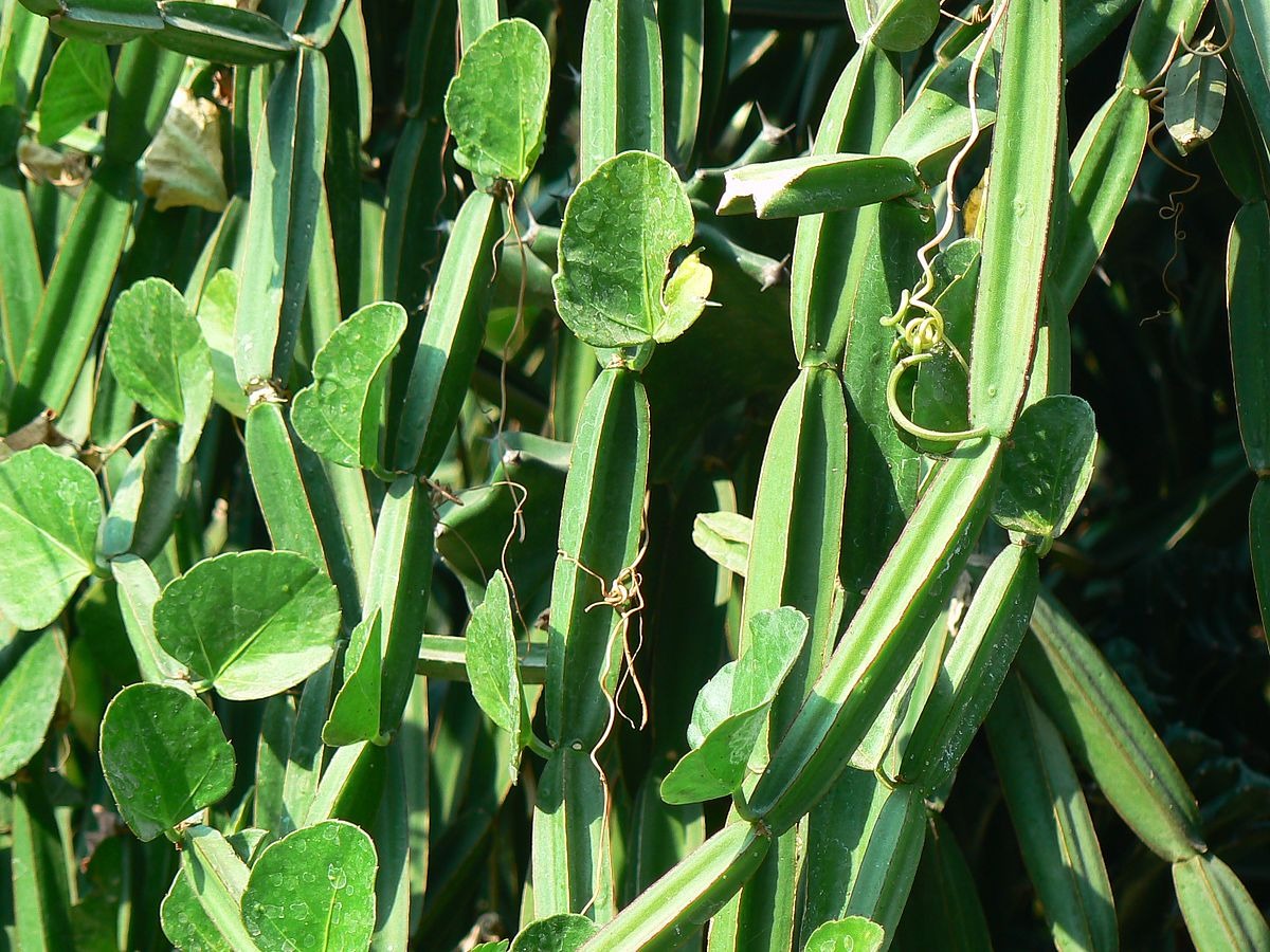 BONE SETTER --Cissus quadrangularis--