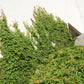 Parthenocissus quinquefolia --Virginia Creeper--