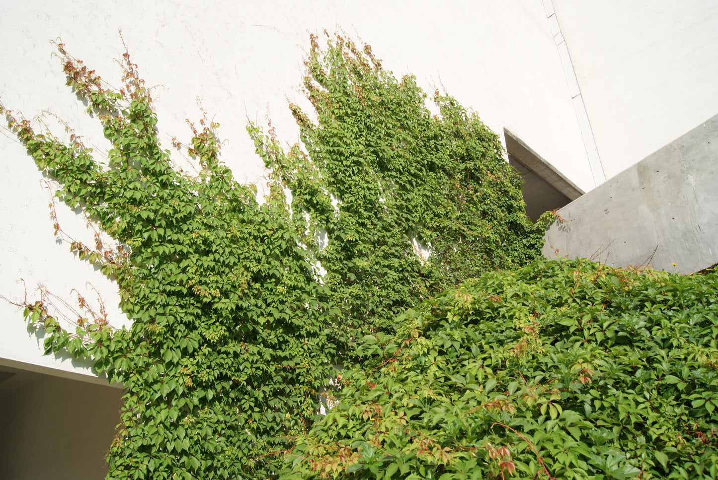 Parthenocissus quinquefolia --Virginia Creeper--