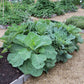 COLLARDS 'Willis'