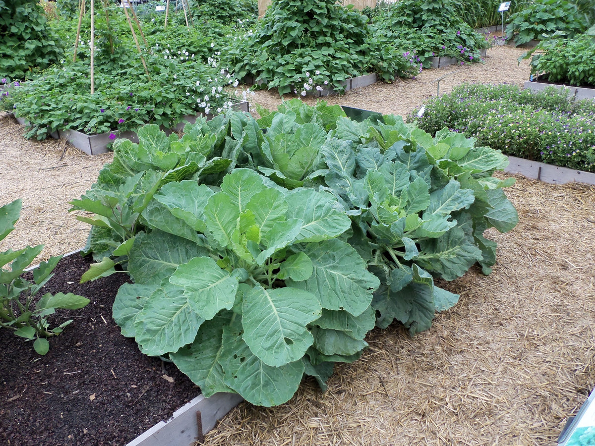 COLLARDS 'Willis'