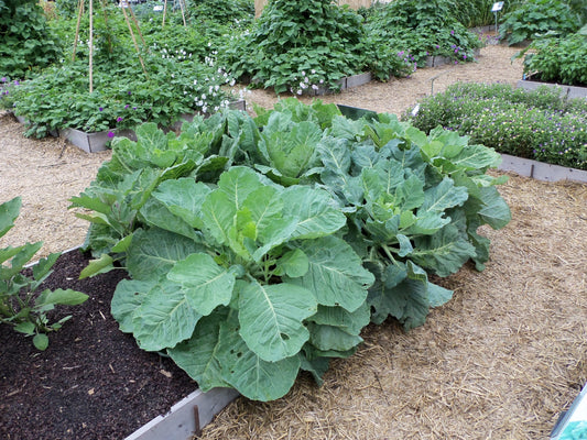 COLLARDS 'Willis'